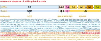 N-terminal domain of androgen receptor is a major therapeutic barrier and potential pharmacological target for treating castration resistant prostate cancer: a comprehensive review